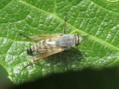 Thereva unica
