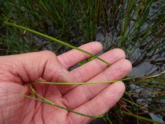 Carex viridula