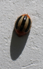 Brumoides suturalis