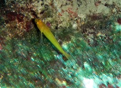 Gobius auratus