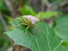 Euschistus servus euschistoides