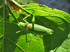 Poecilimon schmidtii