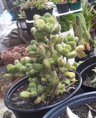 Cotyledon tomentosa tomentosa