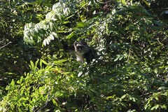 Cercopithecus mitis moloneyi