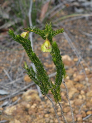 Pimelea suaveolens