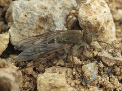 Thereva unica