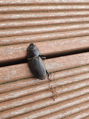 Dorcus rectus rectus