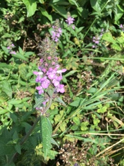 Stachys palustris