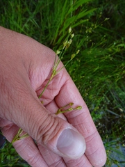 Juncus brachycephalus