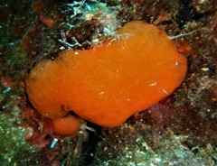 Aplidium conicum