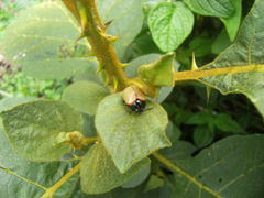 Doryphorina