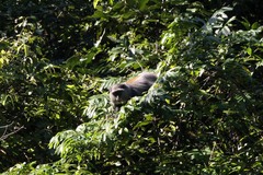 Cercopithecus mitis moloneyi