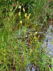 Juncus brachycephalus
