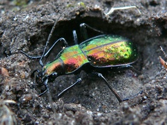 Carabus rutilans
