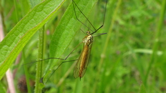 Nephrotoma flavescens