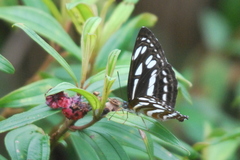 Phaedyma columella singa