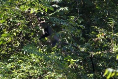 Cercopithecus mitis moloneyi