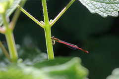 Ceriagrion aeruginosum