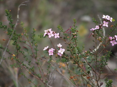 Boronia crenulata