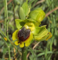Ophrys sicula