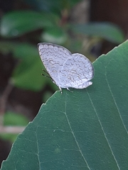 Spalgis epius dilama