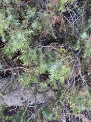 Juniperus