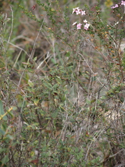 Boronia crenulata