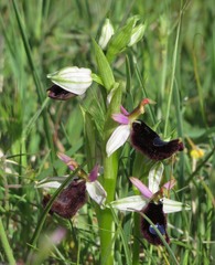 Ophrys bertolonii bertolonii