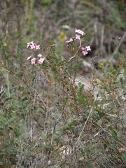Boronia crenulata