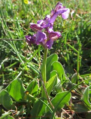 Anacamptis morio