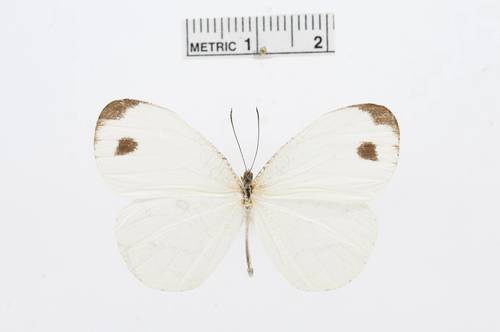 African Wood White