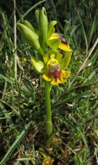 Ophrys sicula