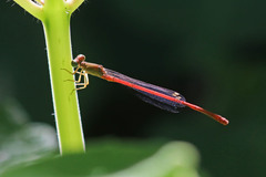 Ceriagrion aeruginosum