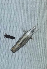 Parapediasia decorellus