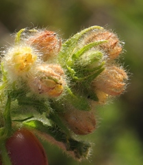 Hermannia conglomerata