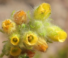 Hermannia conglomerata