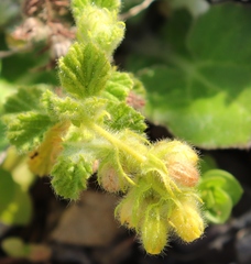 Hermannia conglomerata