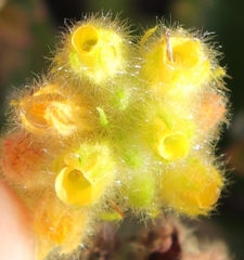 Hermannia conglomerata