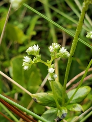 Mitreola