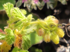 Hermannia conglomerata