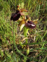 Ophrys sphegodes passionis