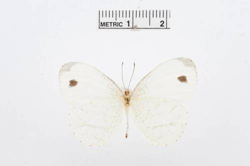 African Wood White