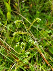 Mitreola