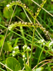 Mitreola
