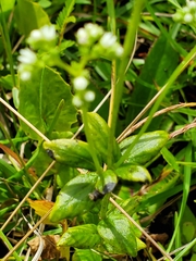 Mitreola