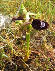 Ophrys bertolonii bertoloniiformis