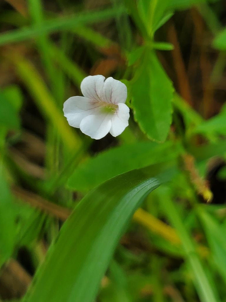 Ax Flowar common axil-flower from Farewell Corner on August 29, 2020 at 10:52 AM ...