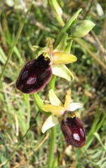 Ophrys promontorii