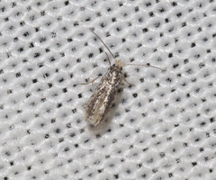 Acalyptris lotella