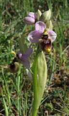 Ophrys tenthredinifera